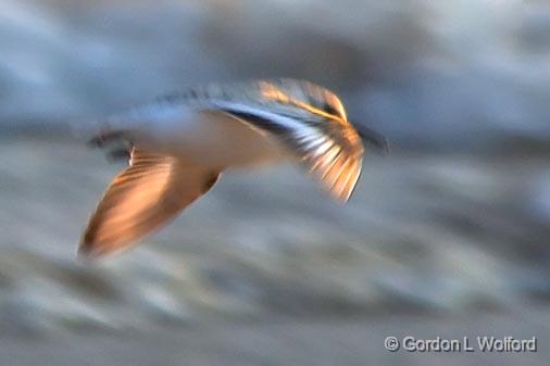Wading Bird In Flight (crop)_23957.jpg - Photographed from Canada's south coast at Sherkston Shorees, Ontario.